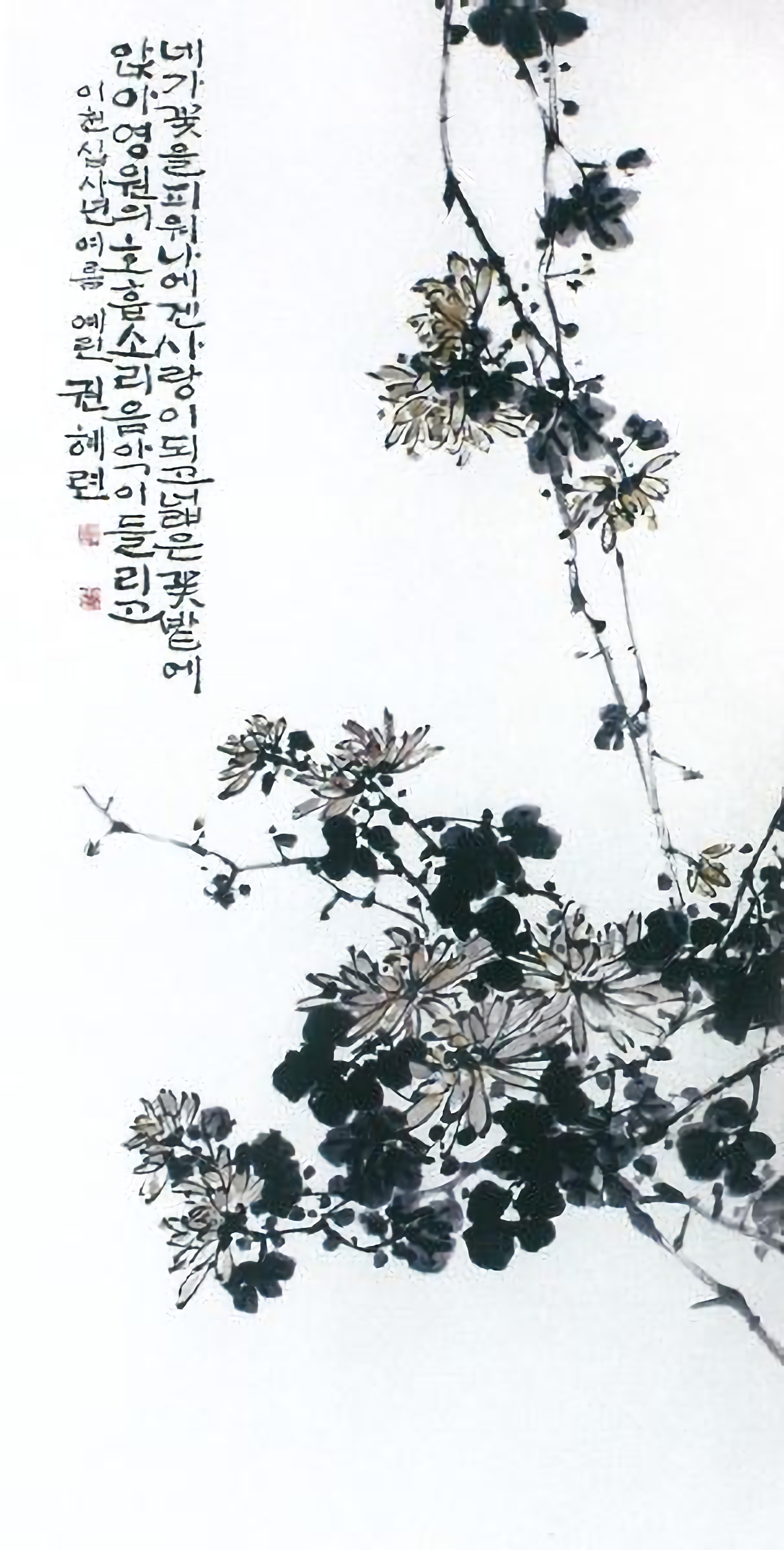 국화