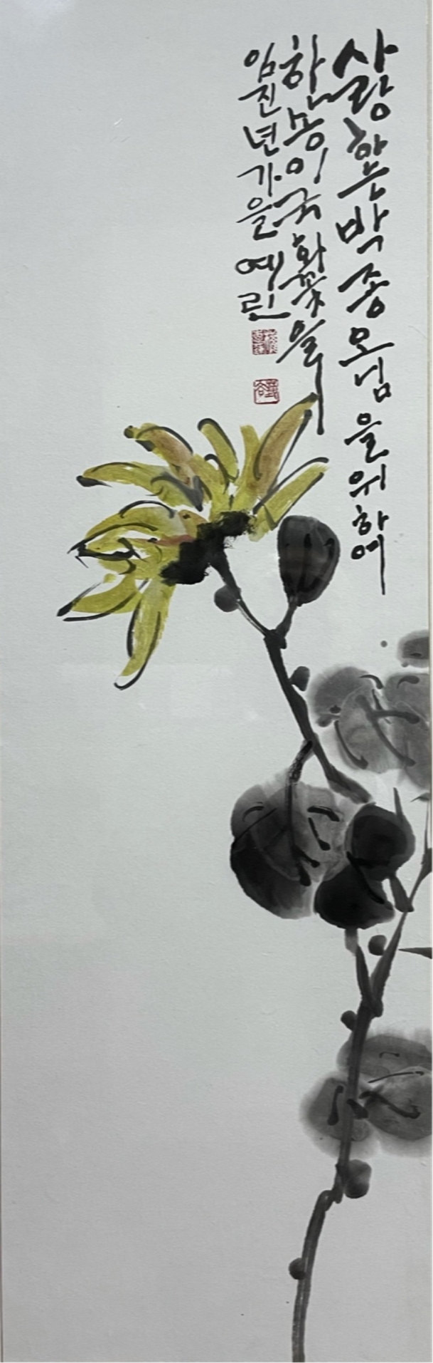 국화