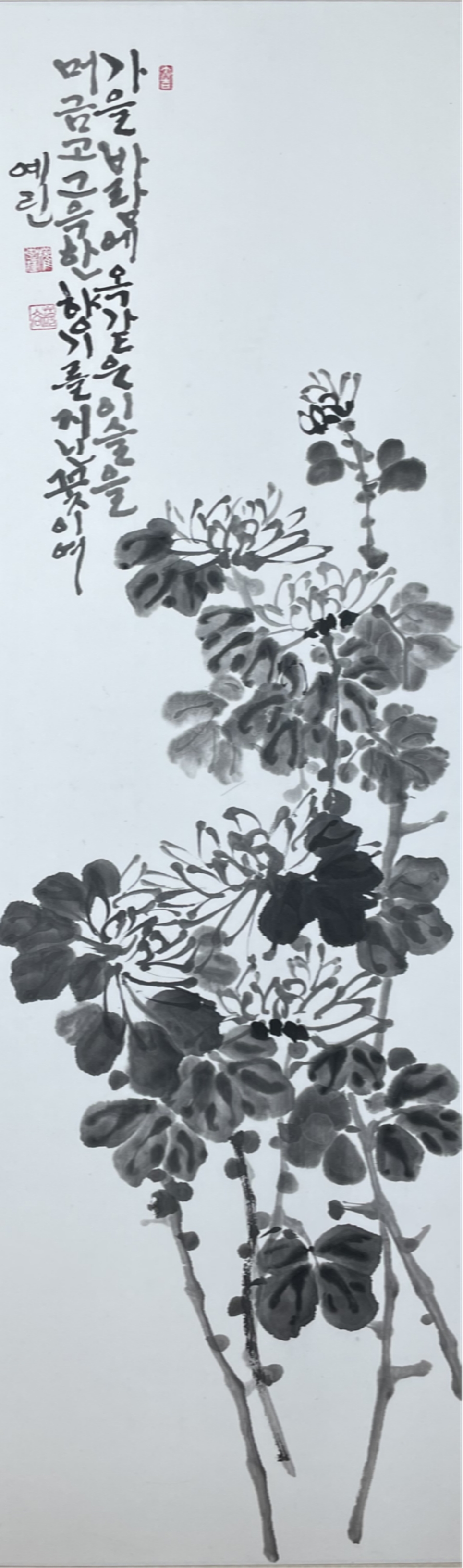 국화